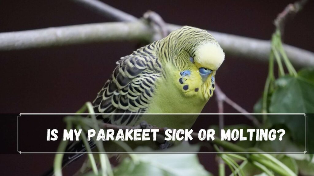 is my parakeet sick or molting