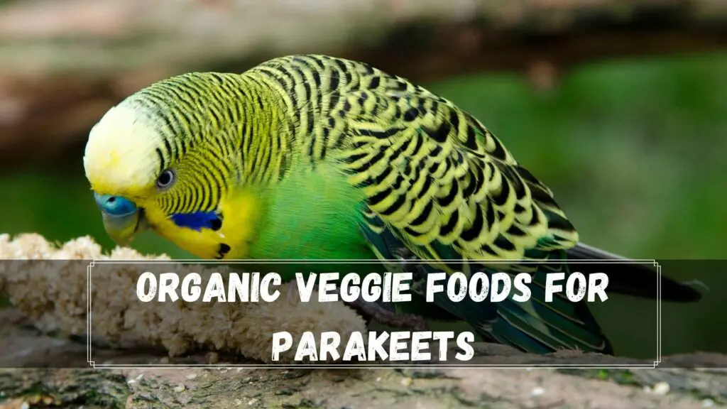organic veggie foods for parakeets