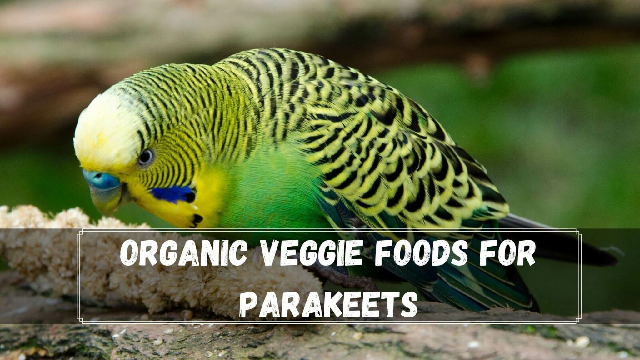 15 Best Organic Parakeet Foods In 2022 Birds News
