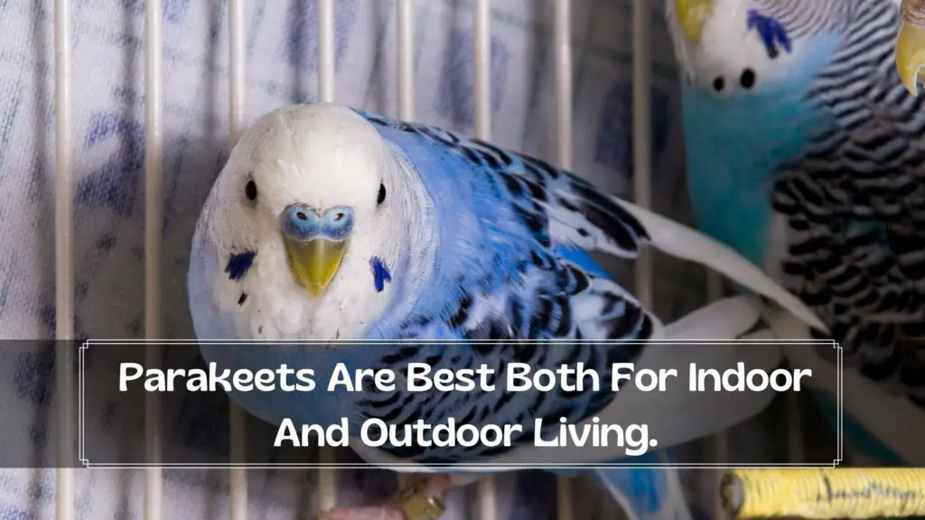 parakeets are best both for indoor and outdoor living.