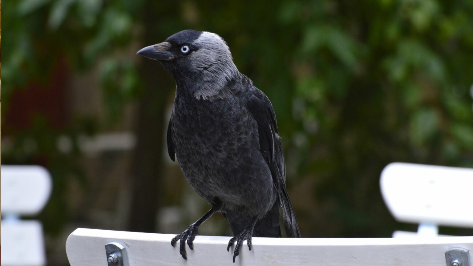 How to Keep Crows Away From The Garden? 11 Tips Birds News