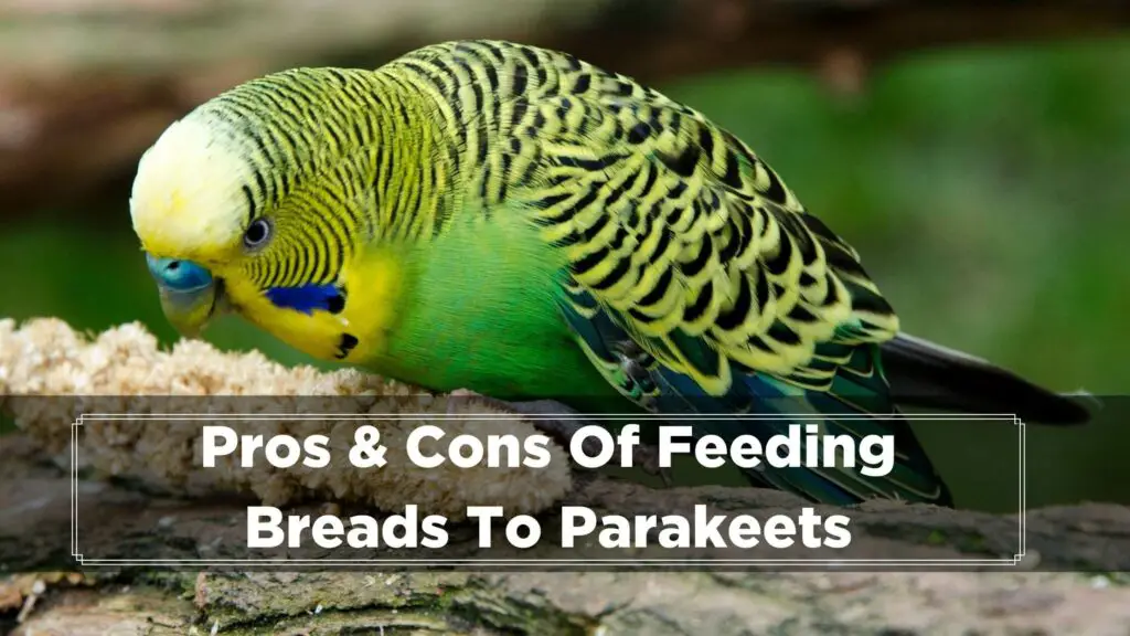 pros & cons of feeding breads to parakeets