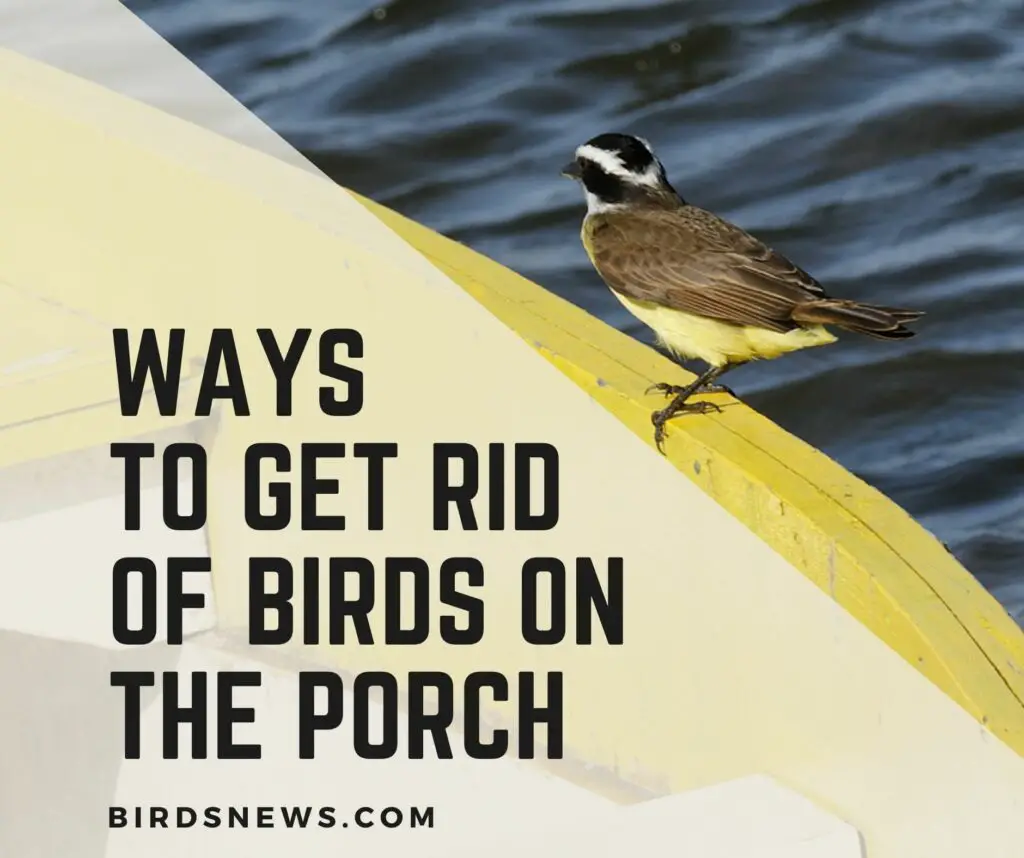 How to keep Birds away from the Porch