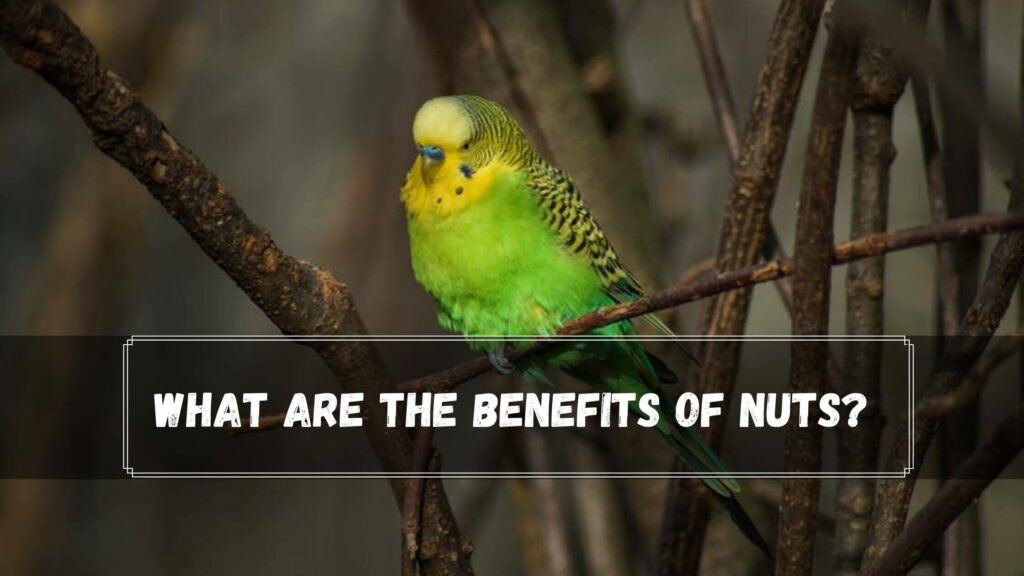 what are the benefits of nuts