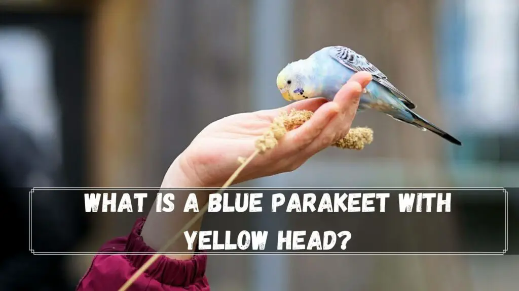 what is a blue parakeet with yellow head