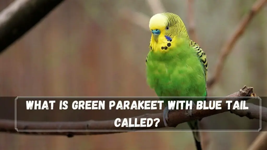 what is green parakeet with blue tail called