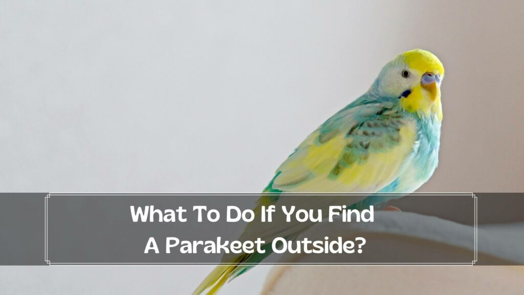 what to do if you find a parakeet outside