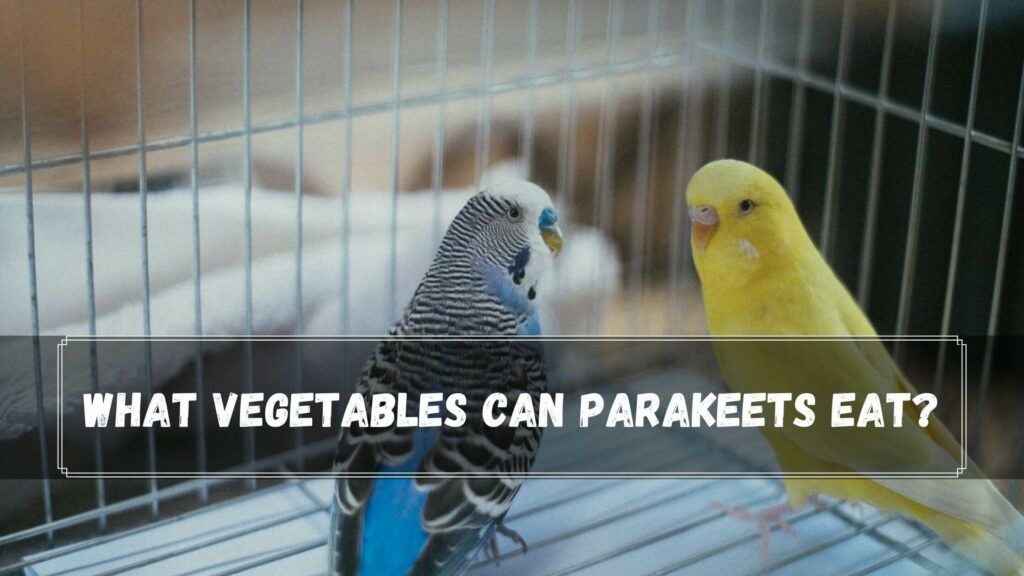 what vegetables can parakeets eat