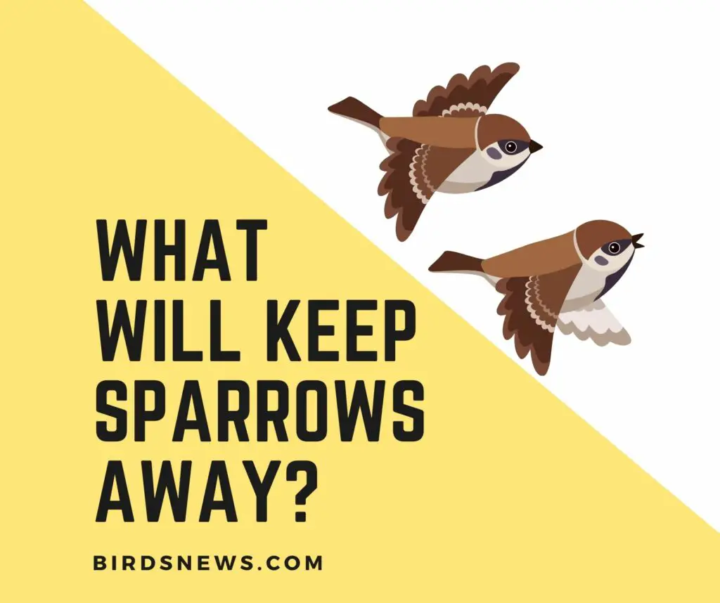 what will keep sparrows away
