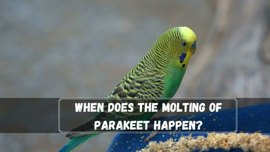 when does the molting of parakeet happen