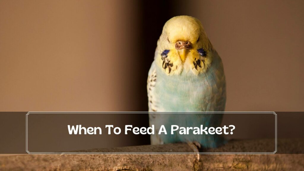 when to feed a parakeet