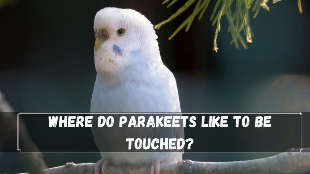 where do parakeets like to be touched