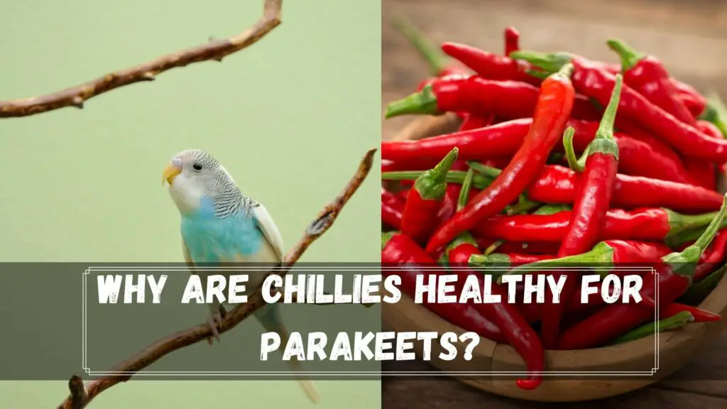 why are chillies healthy for parakeets