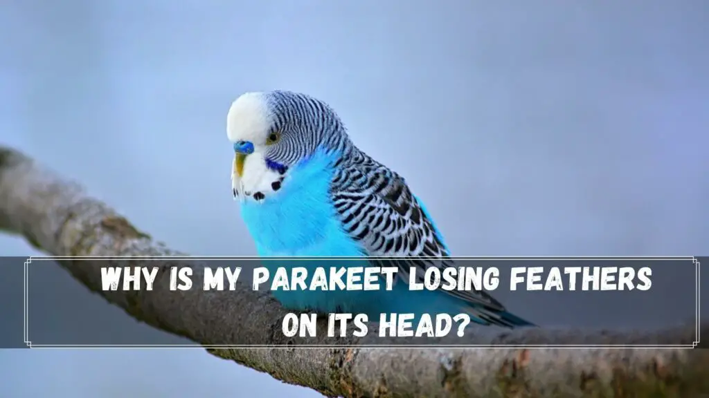 why is my parakeet losing feathers on its head