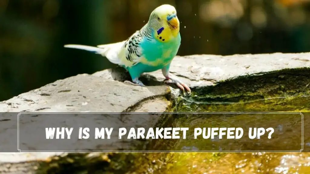 why is my parakeet puffed up