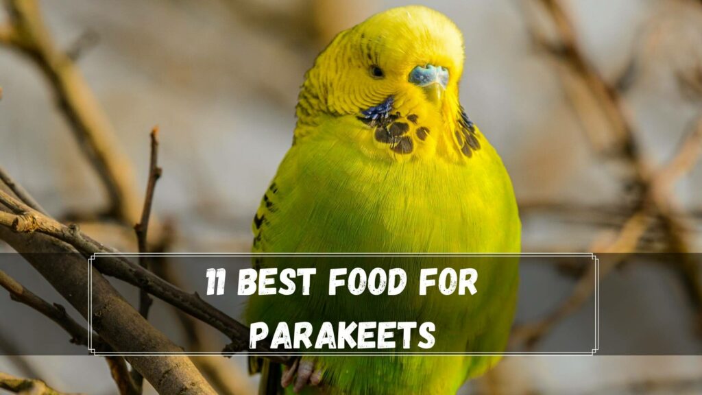 11 best food for parakeets