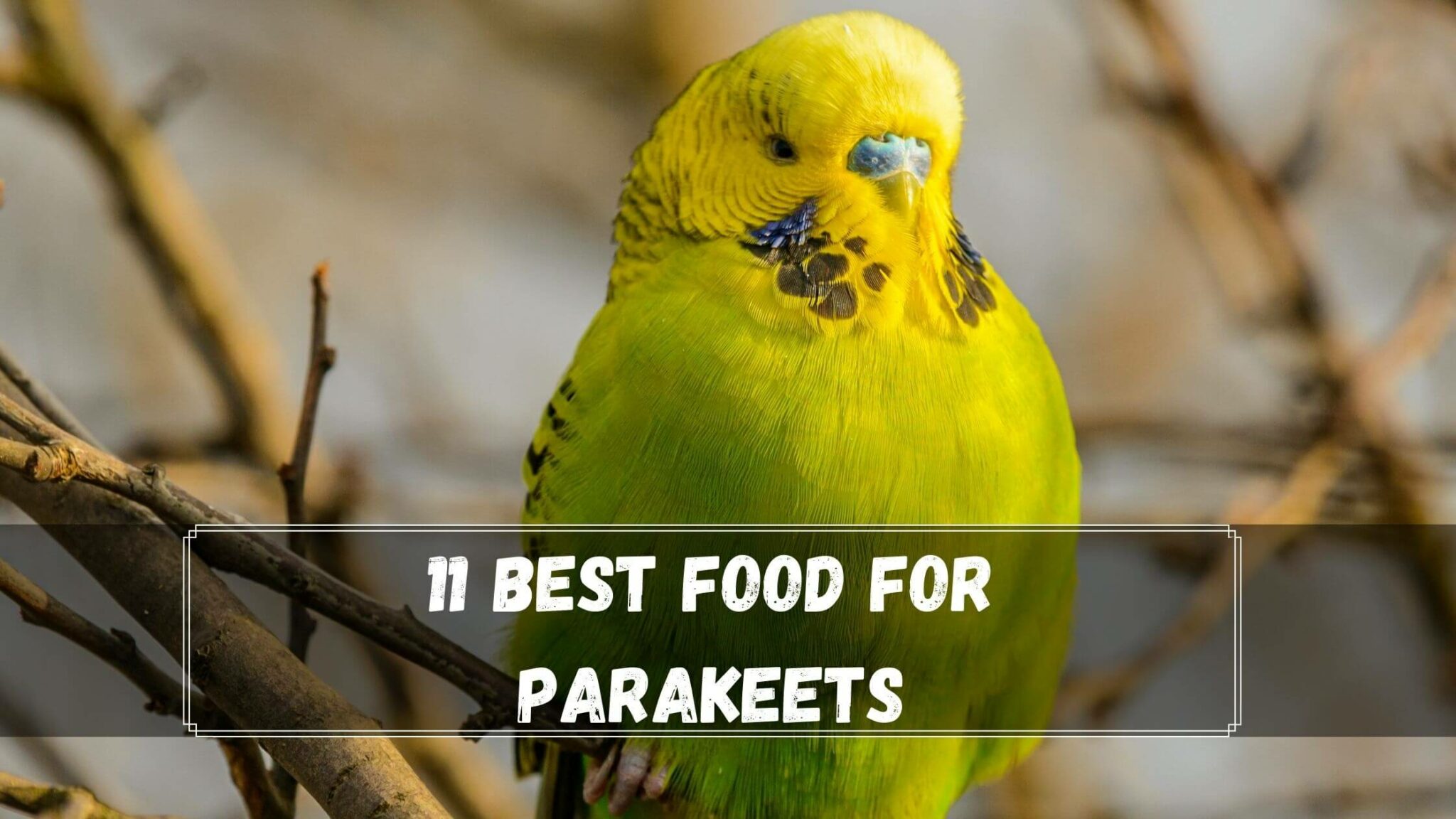 10+ Best Food For Parakeets (2022 Review) Birds News