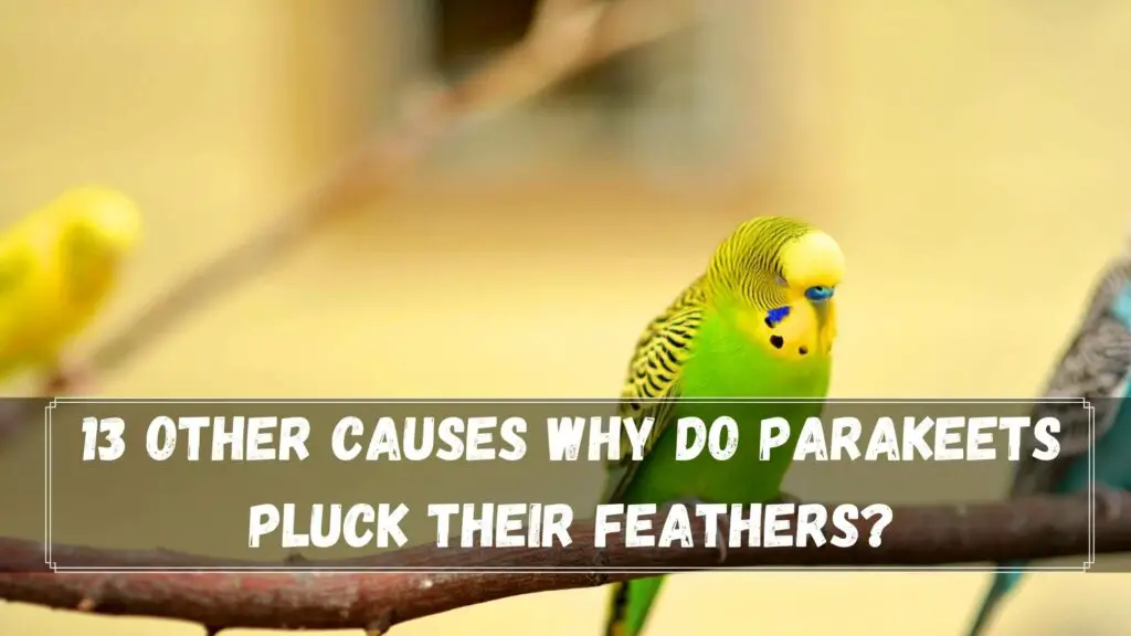 13 Other Causes Why Do Parakeets Pluck Their Feathers