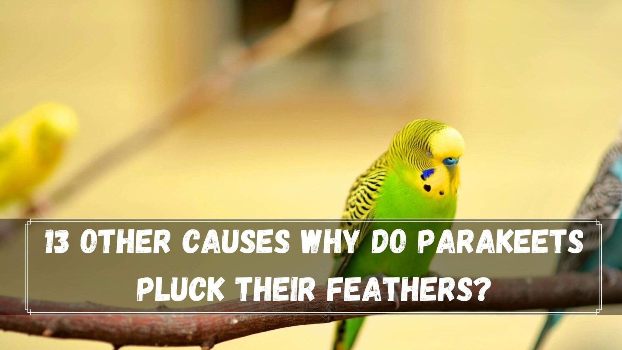 5 Reasons Why Do Parakeets Pluck Their Feathers? Birds News