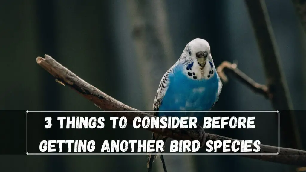 3 things to consider before getting another bird species