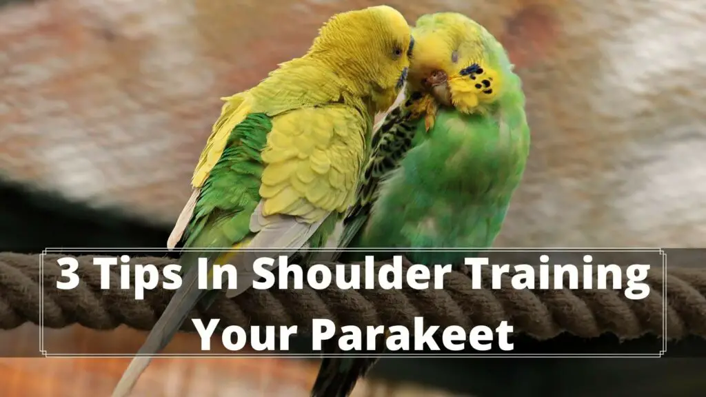 3 tips in shoulder training your parakeet