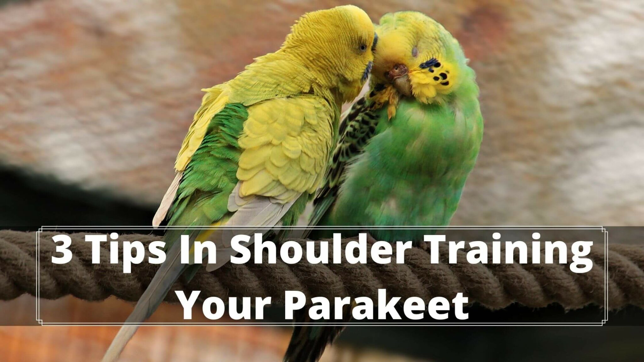 5 Easy Steps To Train A Parakeet To Sit On Your Shoulder Birds News