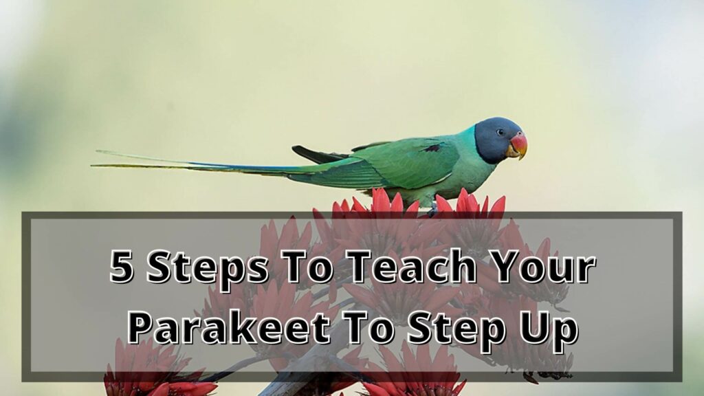 5 Steps To Teach Your Parakeet To Step Up