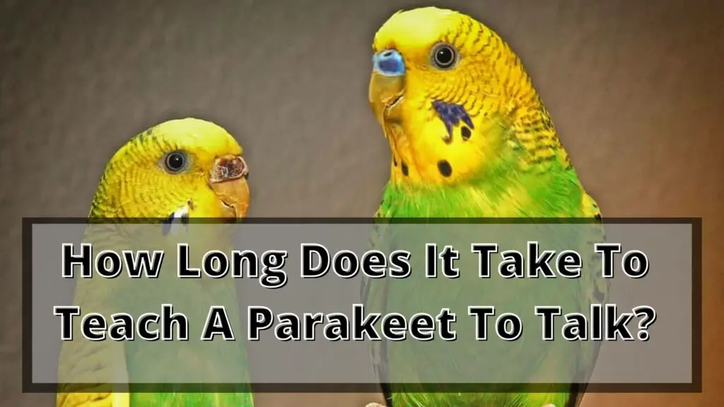 How Long Does It Take To Teach A Parakeet To Talk?