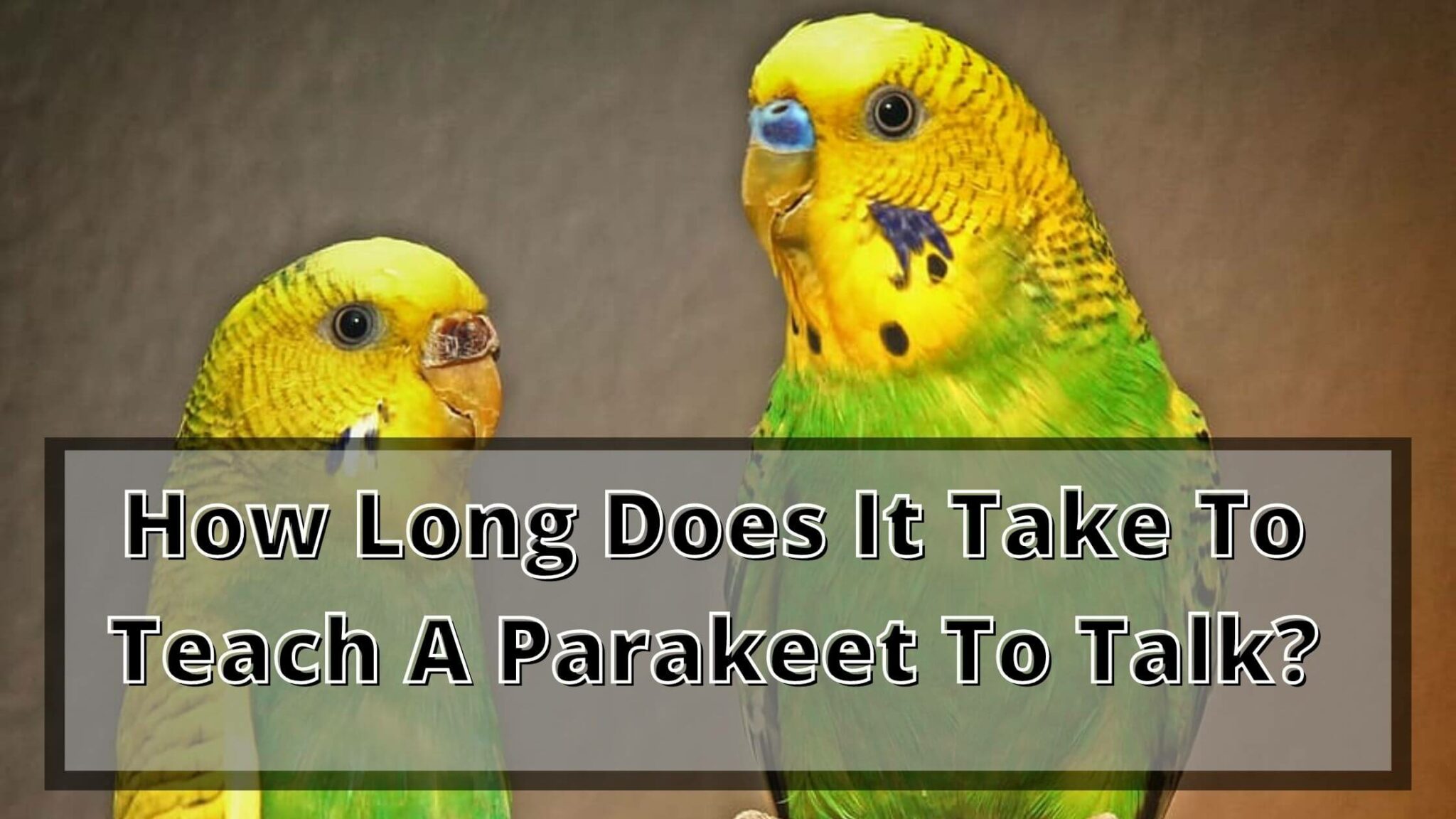 How To Train A Parakeet To Talk? [2022 Guide] Birds News