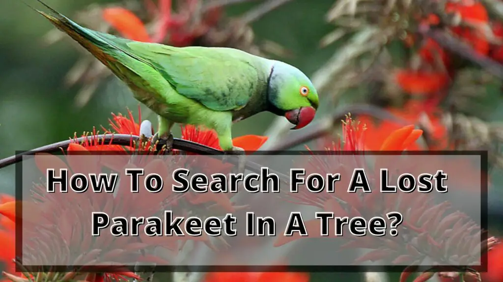 How To Search For A Lost Parakeet In A Tree?