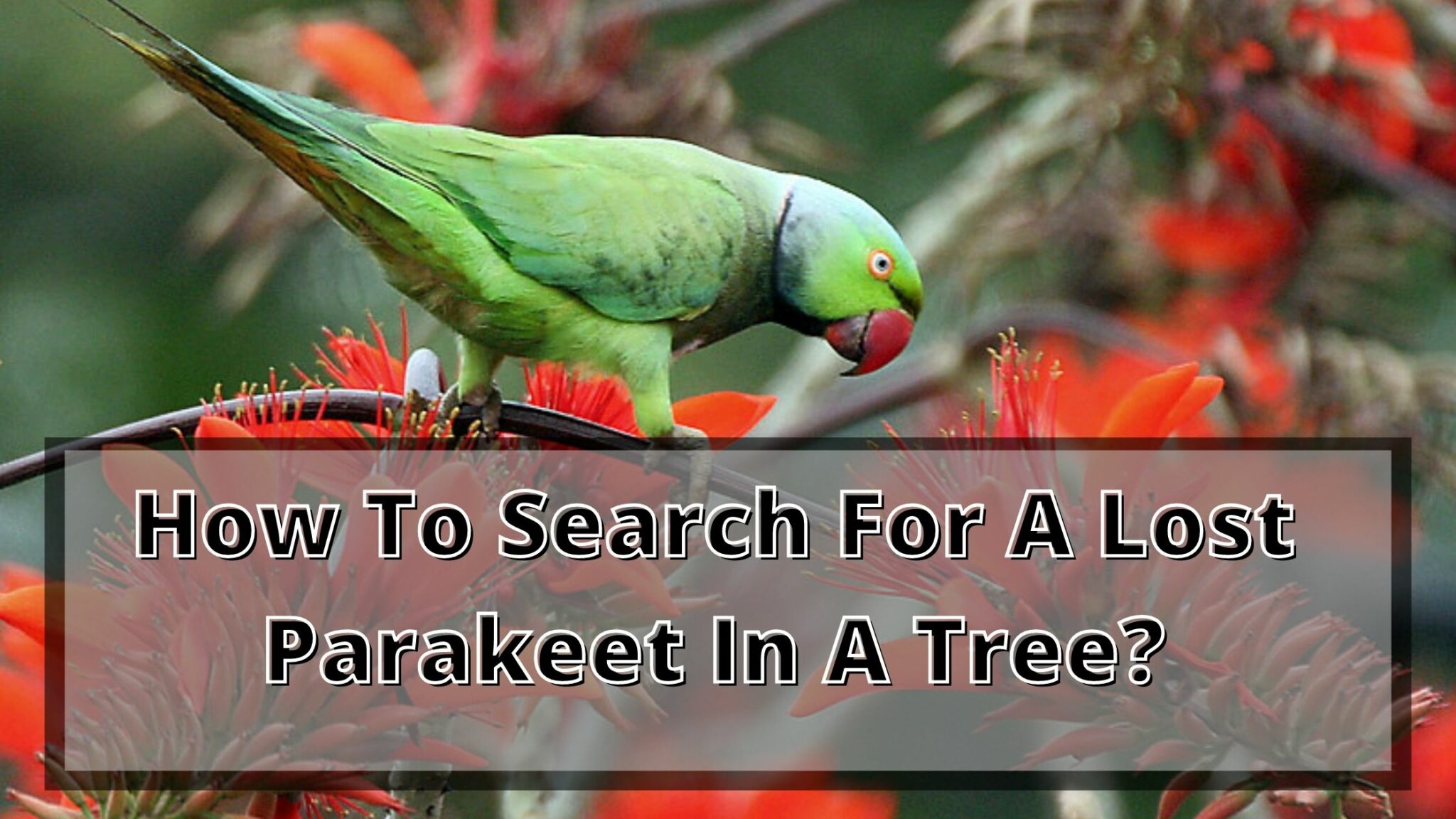 How To Catch An Escaped Parakeet? 7 Places to Look for Birds News