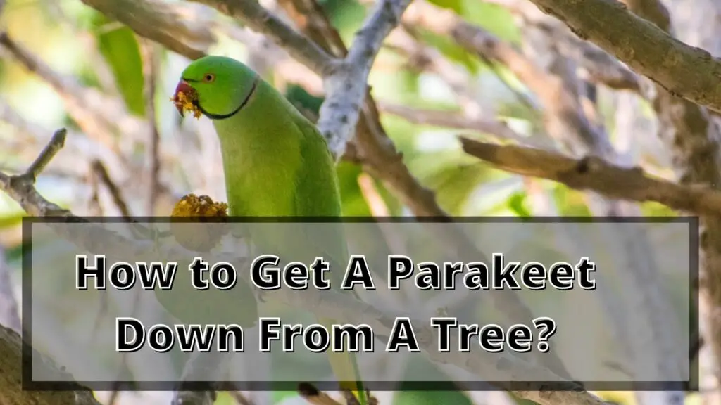 How to Get A Parakeet Down From A Tree?