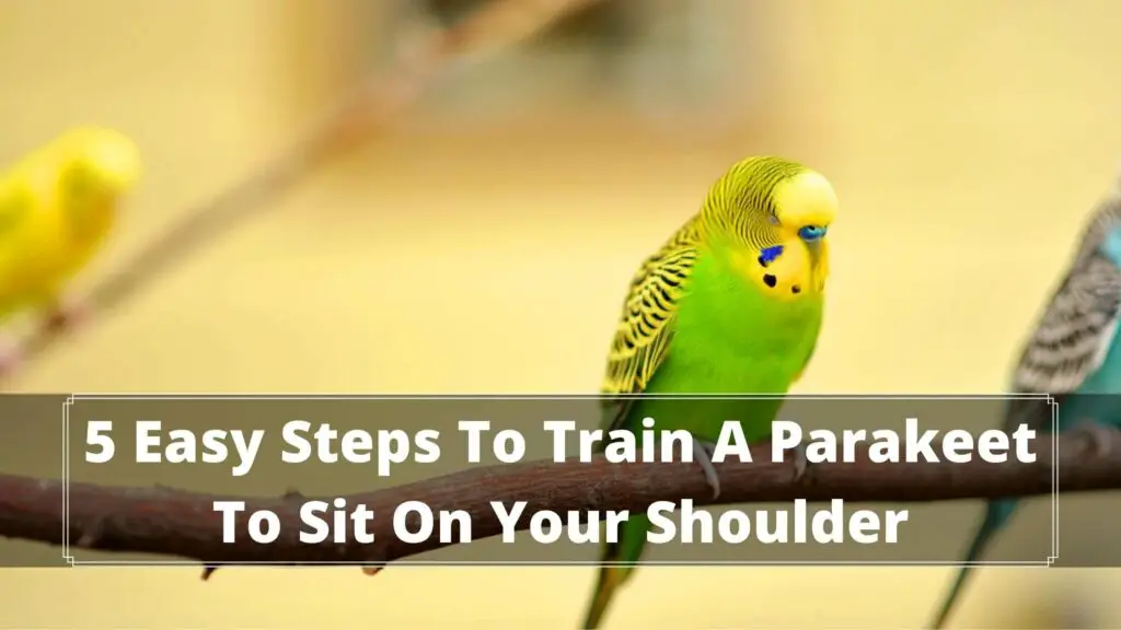 5 easy steps to train a parakeet to sit on your shoulder