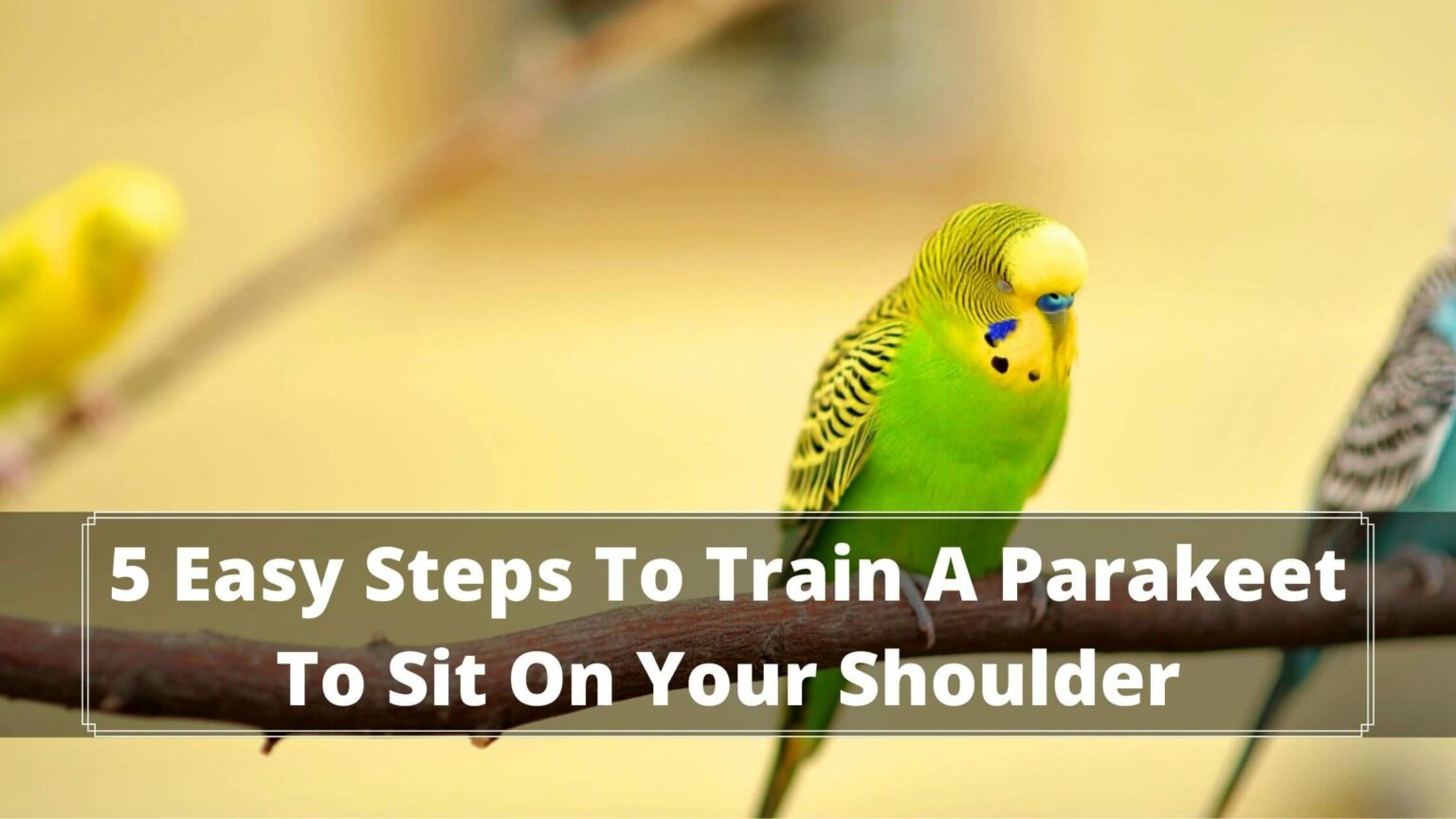 5 Easy Steps To Train A Parakeet To Sit On Your Shoulder Birds News