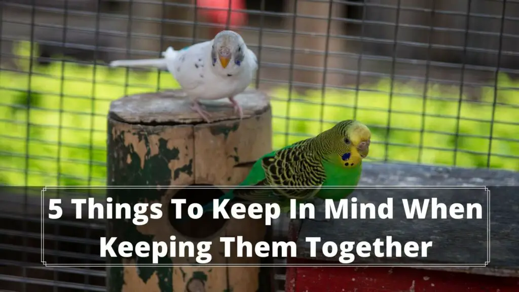 5 things to keep in mind when keeping them together