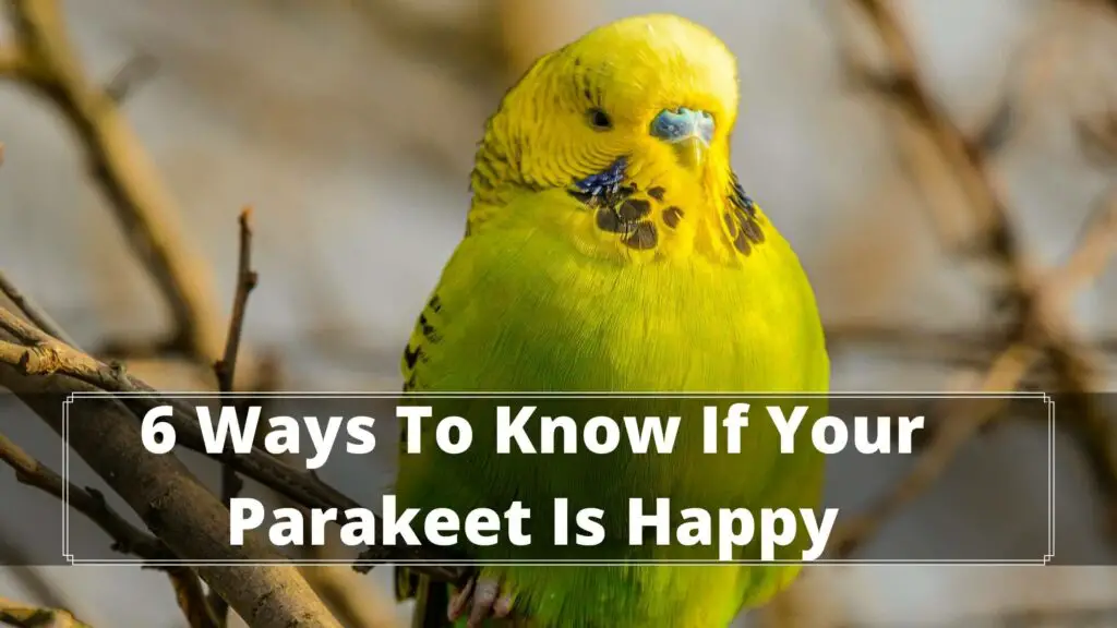 6 ways to know if your parakeet is happy