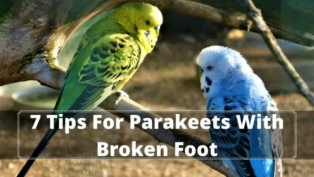 7 tips for parakeets with broken foot