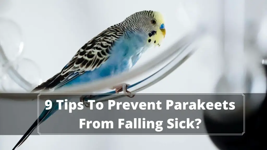 9 tips to prevent parakeets from falling sick