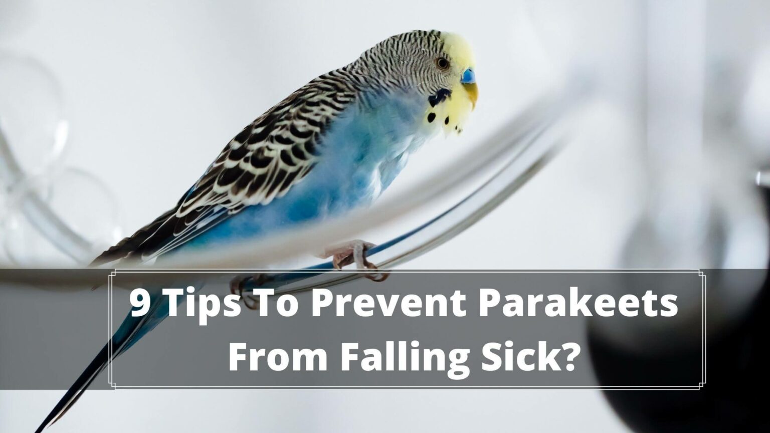How To Tell If Your Parakeet Is Sick (2022 Guide) Birds News