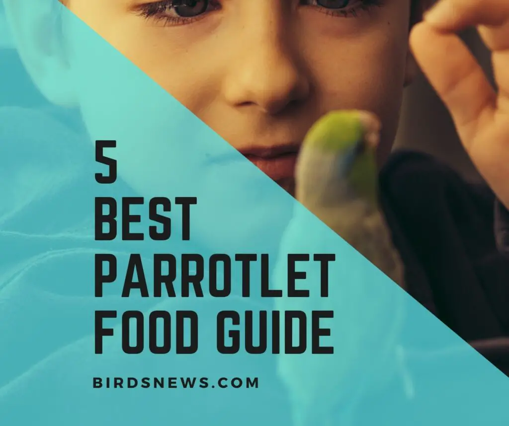 Best Parrotlet Food What To Feed A Parrotlet