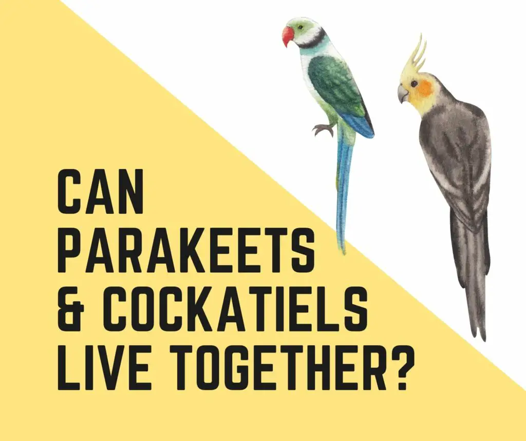 Can Parakeets And Cockatiels Live Together
