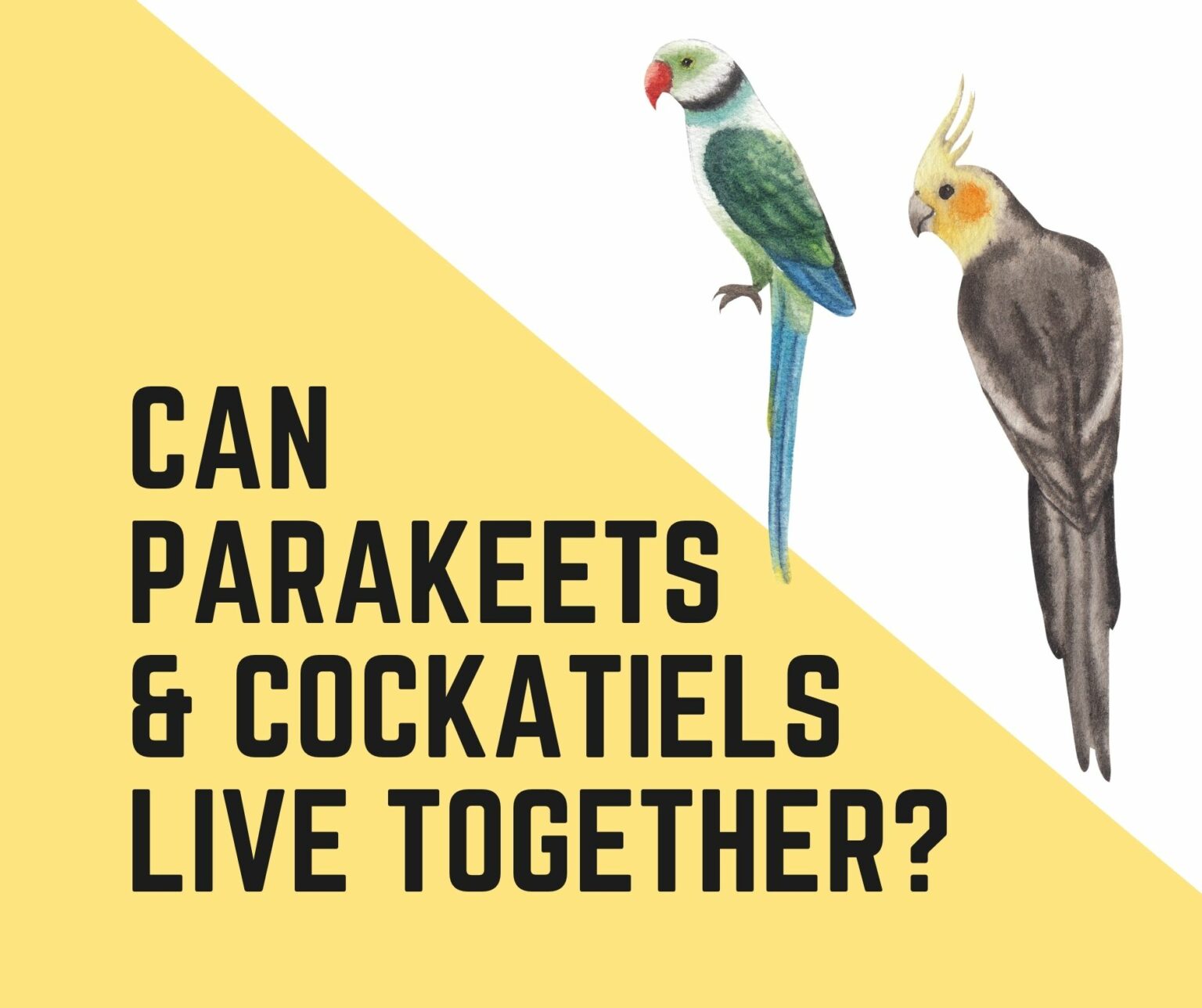 Can Parakeets And Cockatiels Live Together? (2022 Guide) Birds News