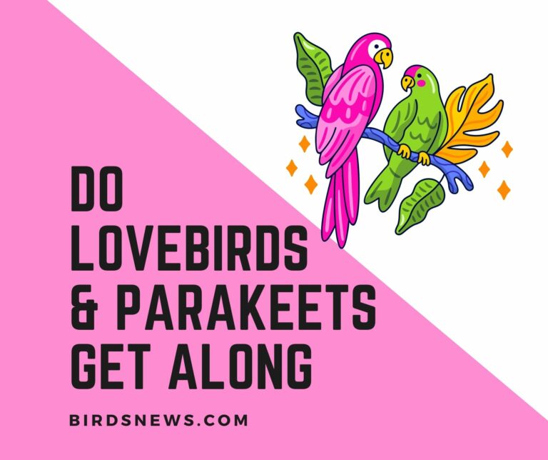 Do Lovebirds And Parakeets Get Along