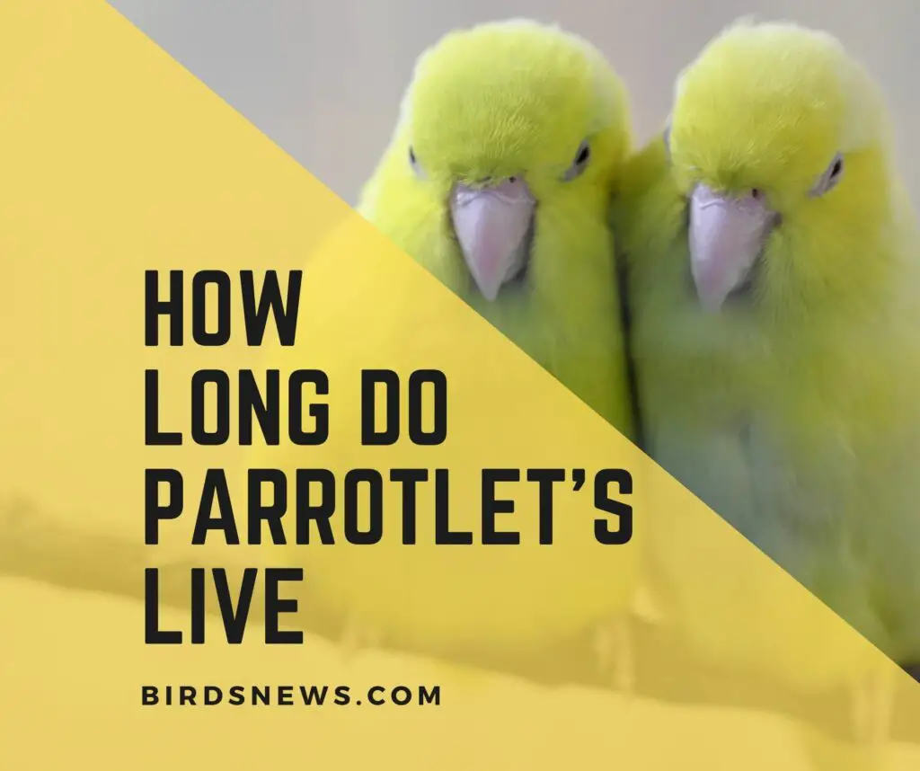 How Long Do Parrotlets Live? Parrotlets Lifespan