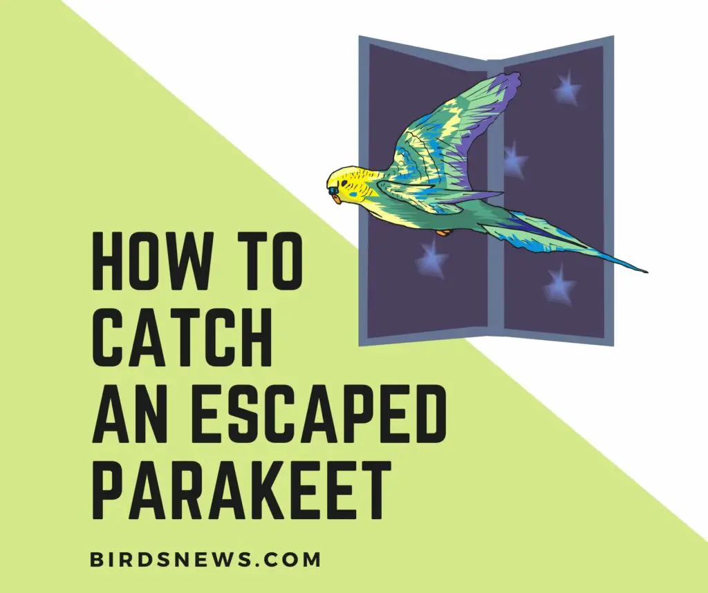 How To Catch An Escaped Parakeet