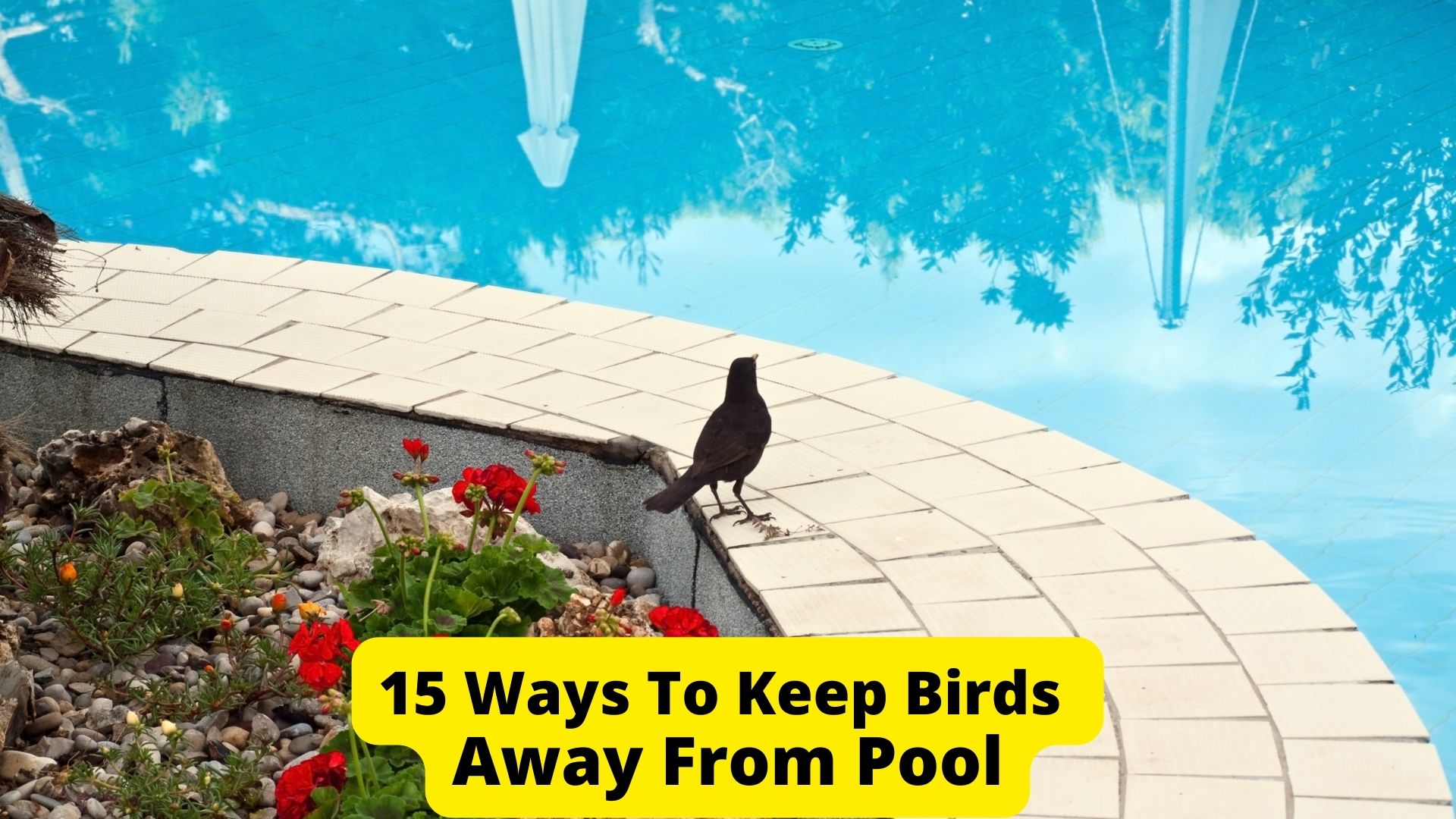 How To Keep Birds Away From Your Pool? 15 Ways Birds News