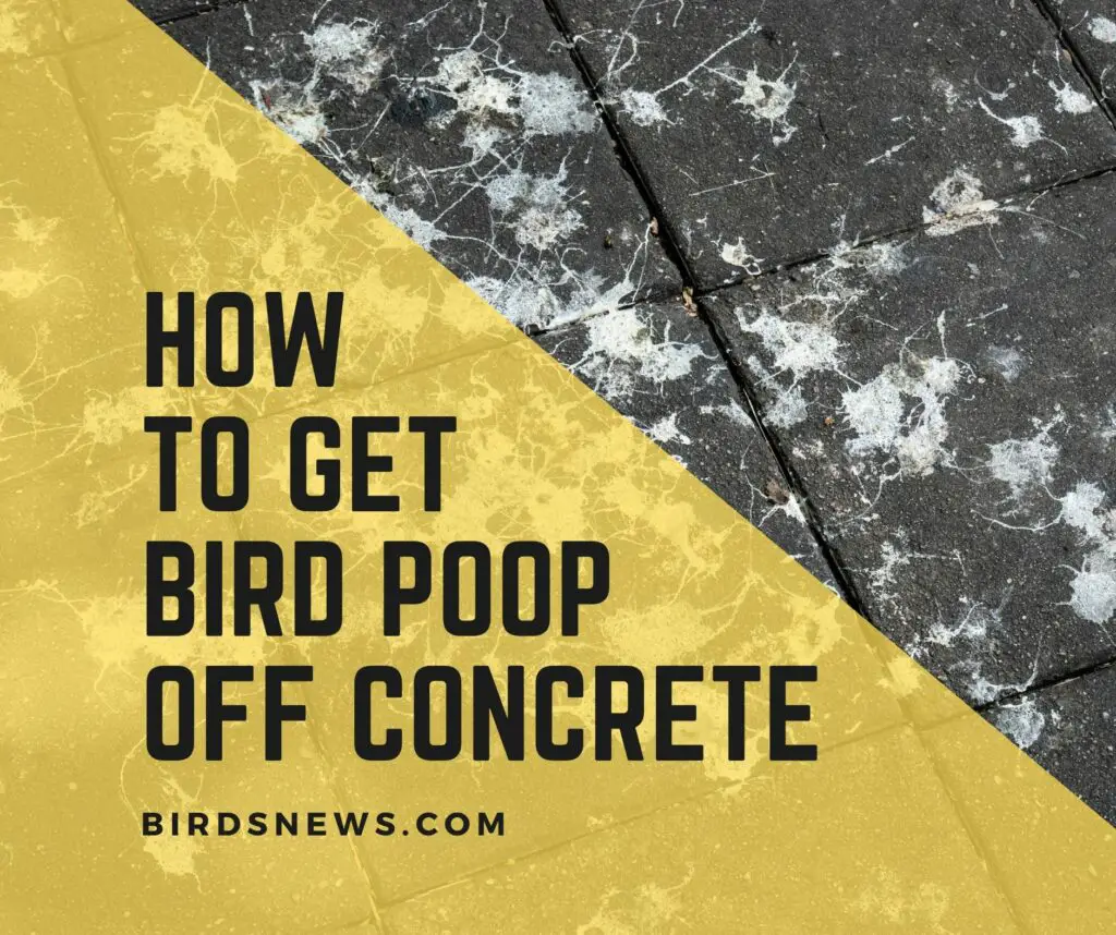 How to get bird poop off concrete