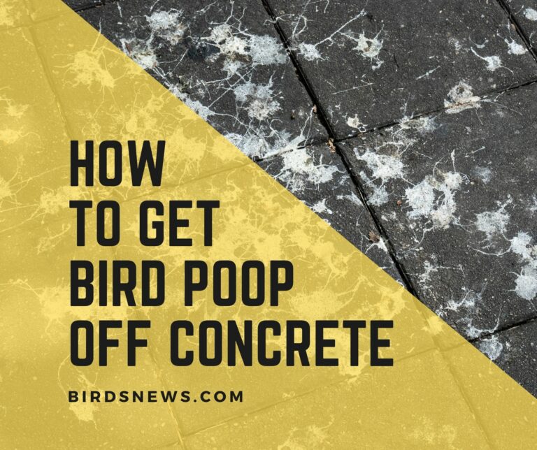 How to get bird poop off concrete