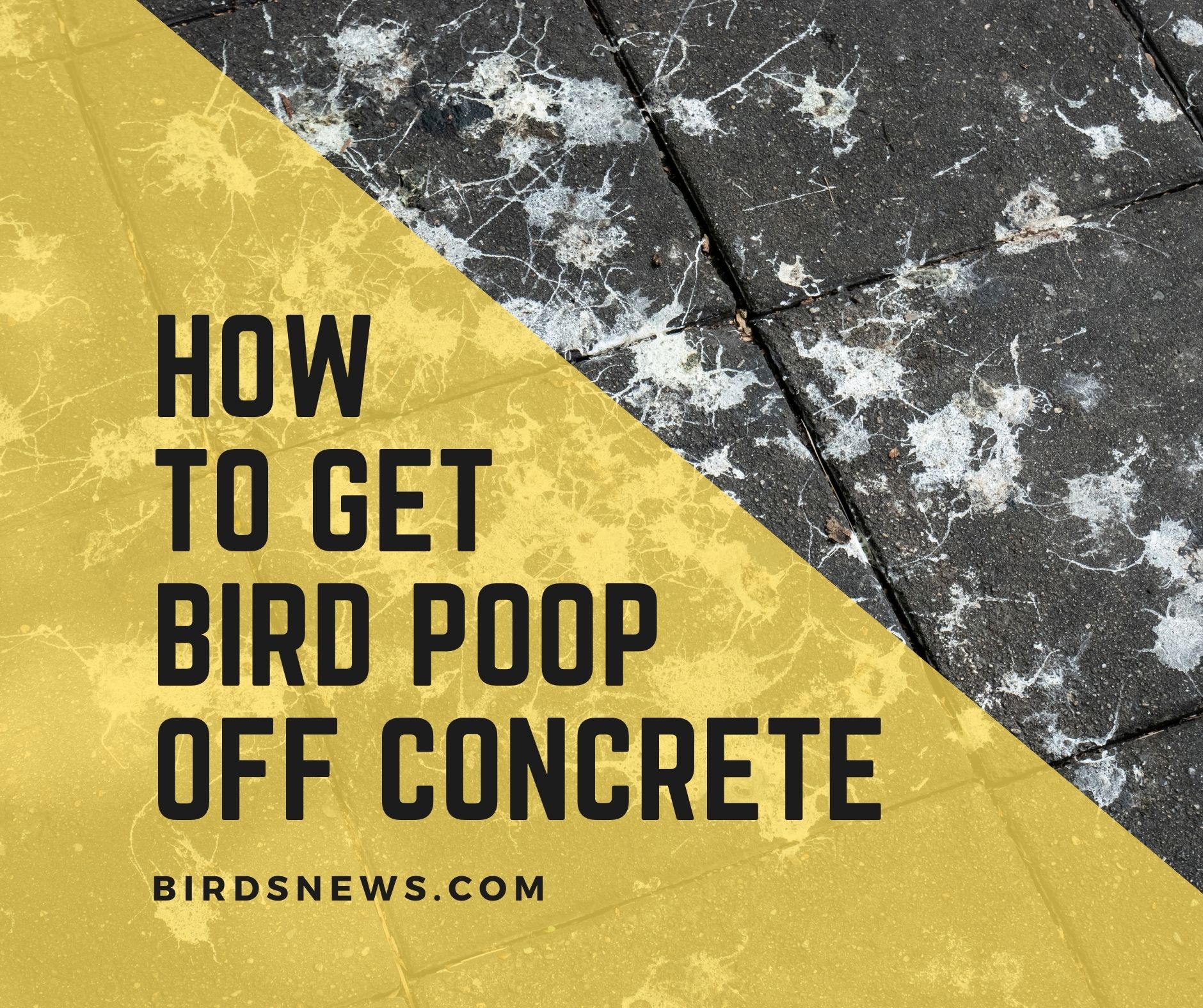 how-to-get-bird-poop-off-concrete-10-easy-steps-birds-news