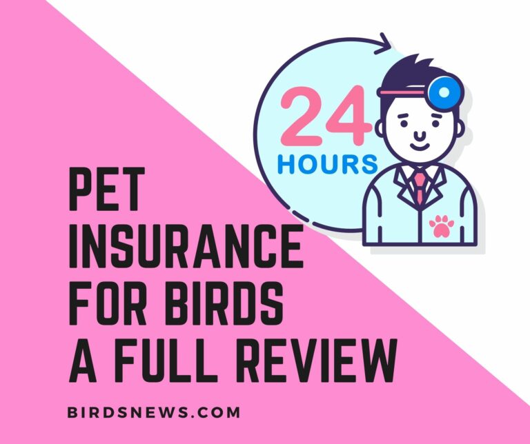 Pet Insurance for Birds Review